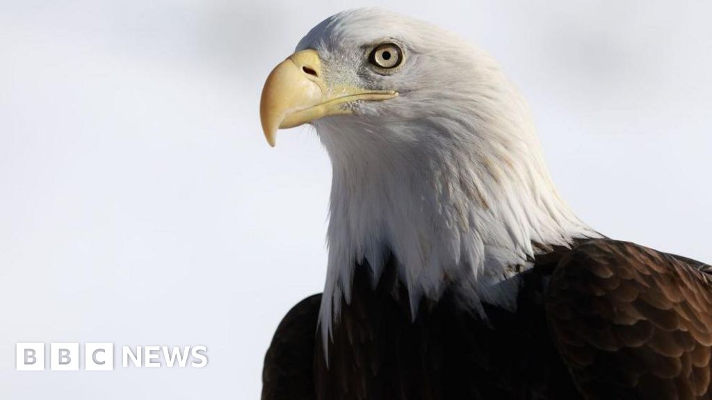 You are currently viewing Bald eagle officially declared US national bird after 250 years