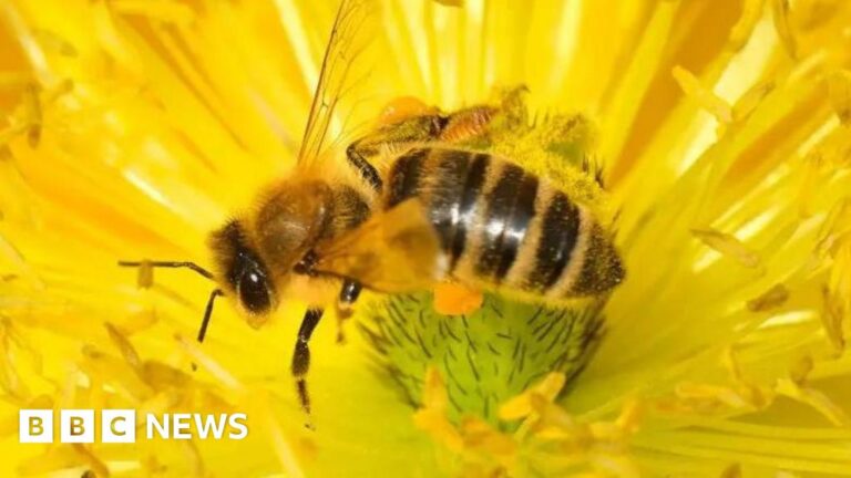 Read more about the article Bee-harming pesticides’ emergency approval will end, vows Defra