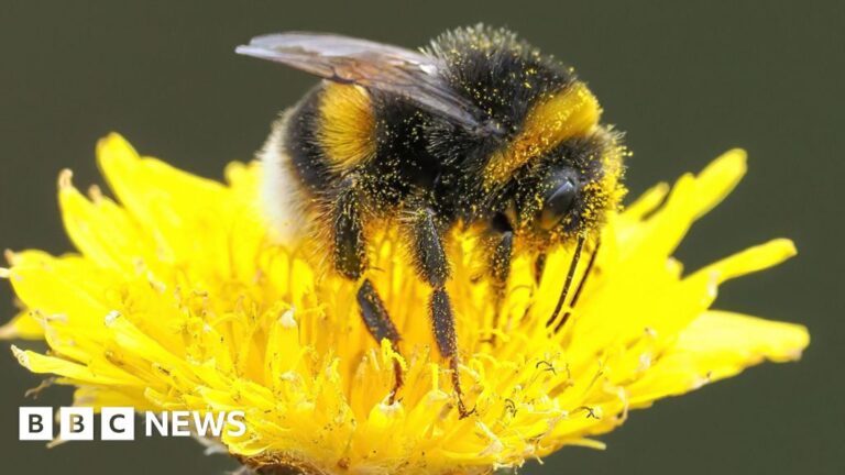 Read more about the article Bee-harming pesticides found in majority of English waterways