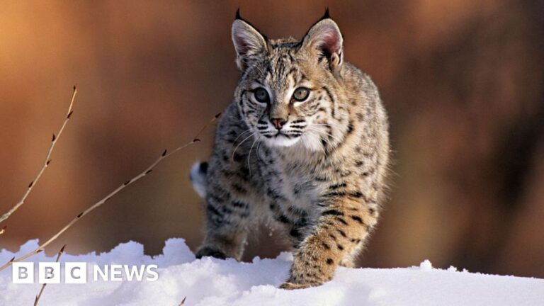 Read more about the article Bird flu kills 20 big cats at Washington animal sanctuary