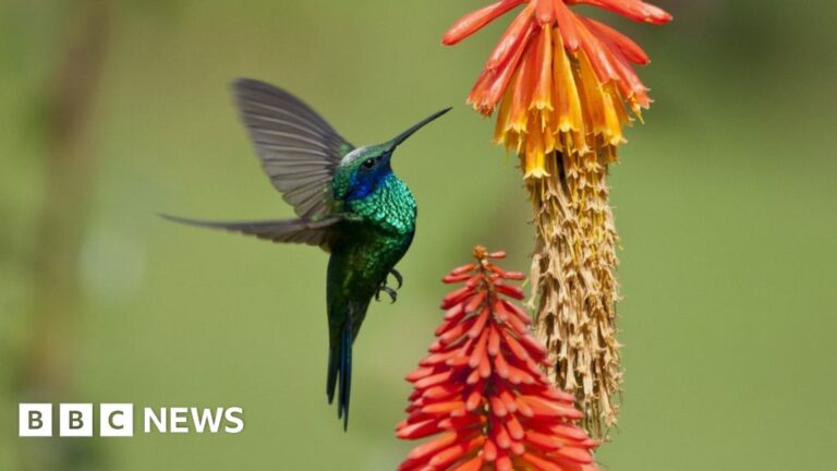 Read more about the article COP16: What is biodiversity and how are we protecting it?