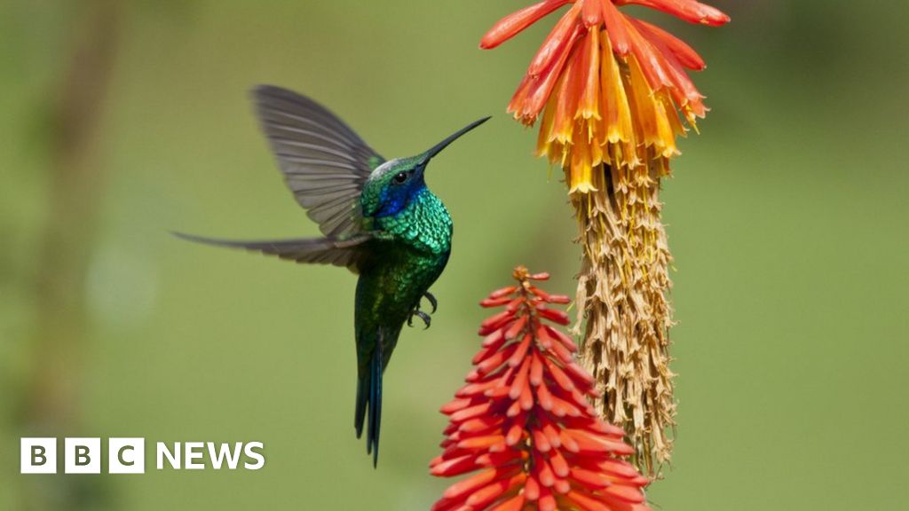 You are currently viewing COP16: What is biodiversity and how are we protecting it?