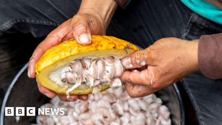 Read more about the article Chocolate makers stoke boom for Indian cocoa beans