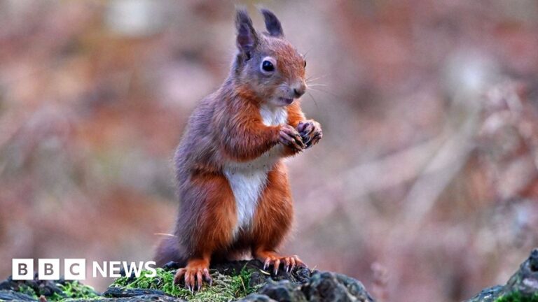 Read more about the article Conservationists turn to AI in battle to save red squirrels