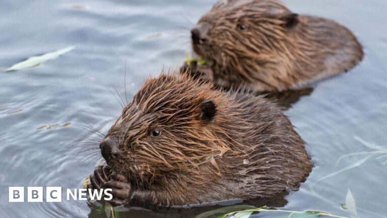 Read more about the article Highland beaver release planned for Glen Affric