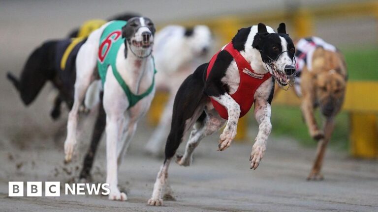 Read more about the article New Zealand to ban greyhound racing, citing high injury rates