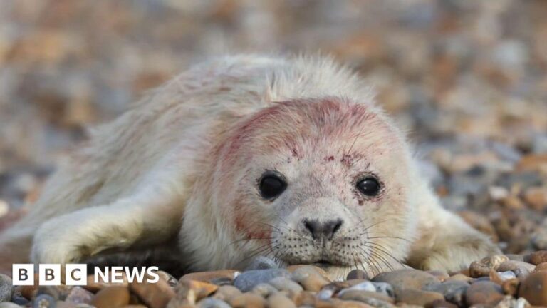 Read more about the article Orford Ness seal colony thriving with ‘lack of human disturbance’