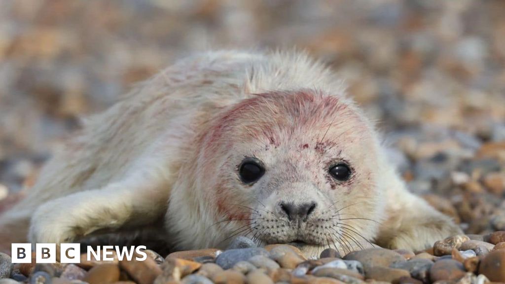 You are currently viewing Orford Ness seal colony thriving with ‘lack of human disturbance’