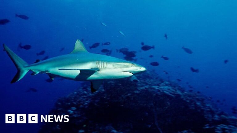 Read more about the article Pastor dies in shark attack on Australia’s Great Barrier Reef