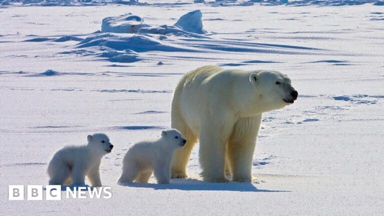 Read more about the article Polar bears face higher risk of disease in a warming Arctic