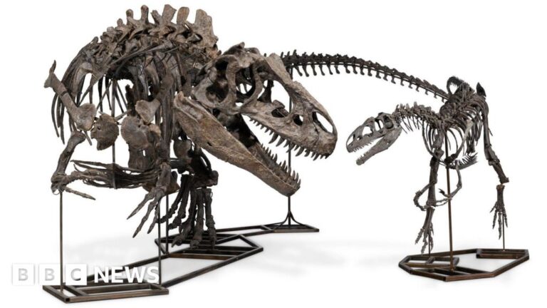 Read more about the article Rare dinosaur trio fetches £12.4m at London auction