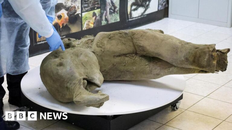 Read more about the article Scientists unveil 50,000-year-old baby mammoth carcass