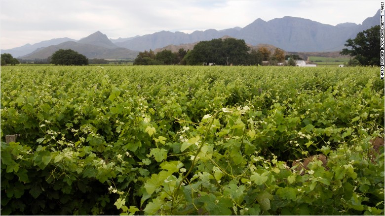 Read more about the article South Africa’s first black female winemaker ready to go it alone