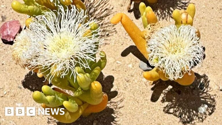 Read more about the article South Africa’s succulent plants under threat from poachers in the Karoo