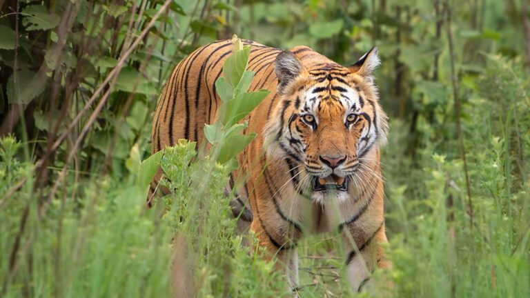 Read more about the article Tech Life: Tiger trackers used to spy on women