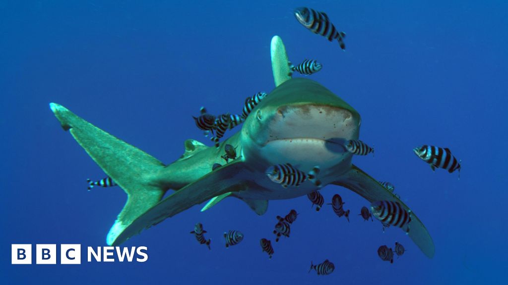 You are currently viewing Tourist killed in Red Sea shark attack near Marsa Alam area