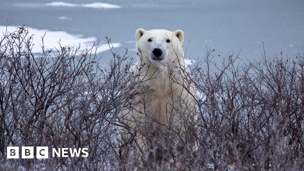 You are currently viewing Trouble in Arctic as polar bears and people face warming world