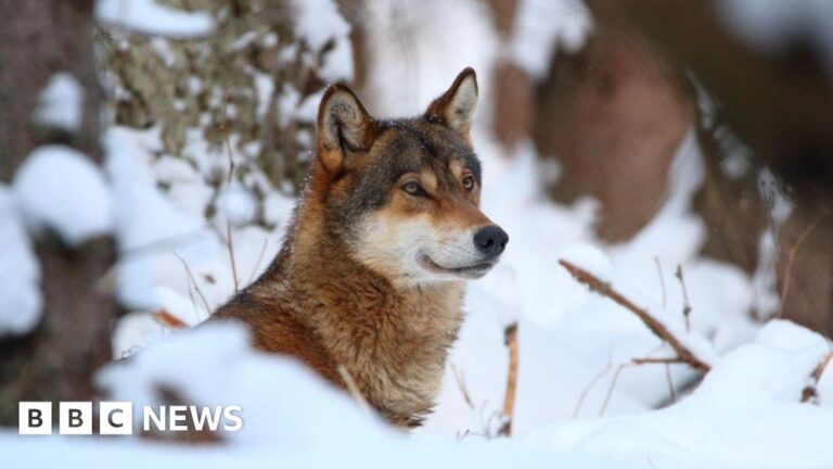 Read more about the article Wolves could lose EU safeguards, opening way for culls