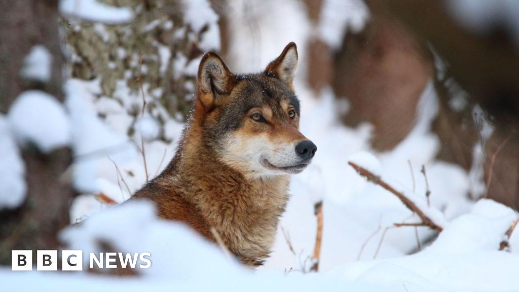 You are currently viewing Wolves could lose EU safeguards, opening way for culls