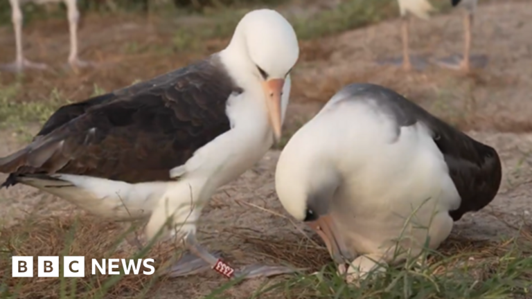 Read more about the article World’s oldest known wild bird lays egg at ’74’