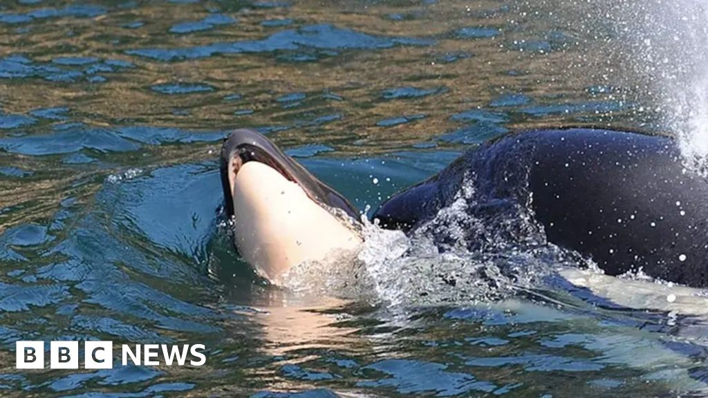 Read more about the article Bereaved whale spotted pushing another dead calf