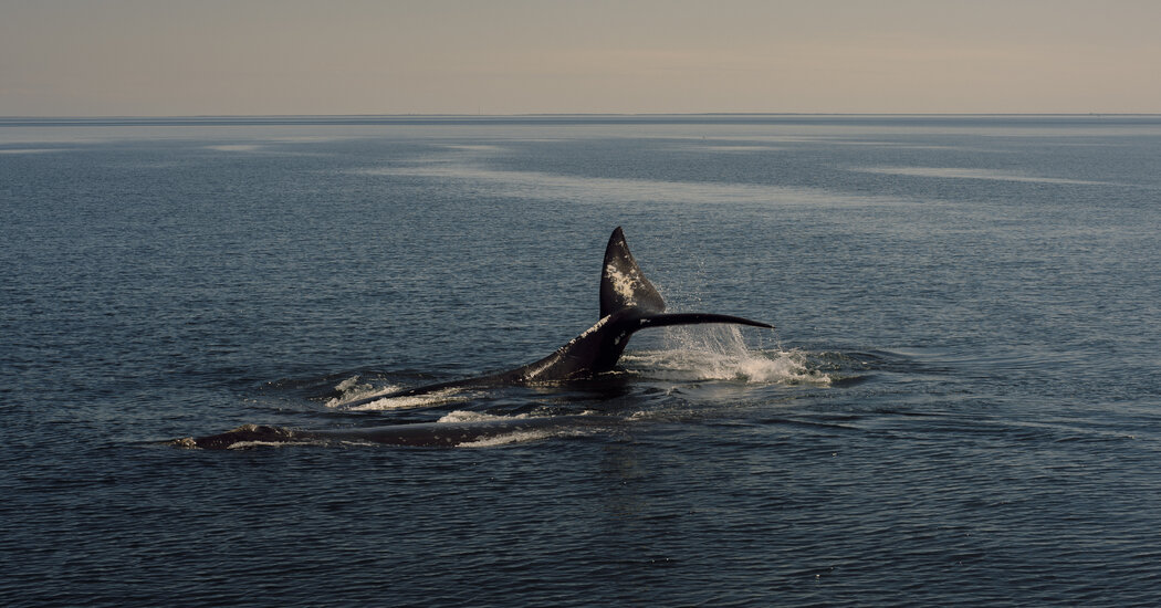 You are currently viewing Biden Administration Withdraws Protections for Endangered Whales