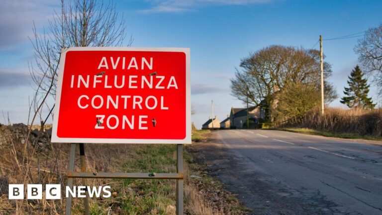 Read more about the article Bird flu prevention zone in place across England