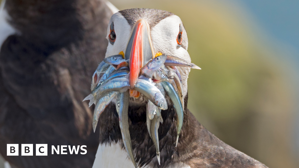 You are currently viewing Brexit fishing row heads for trade court showdown