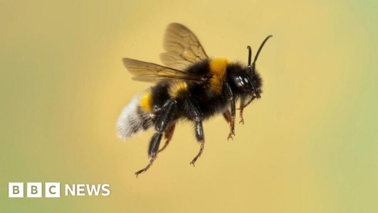 Read more about the article Bumblebees spotted starting nests in winter in Scotland