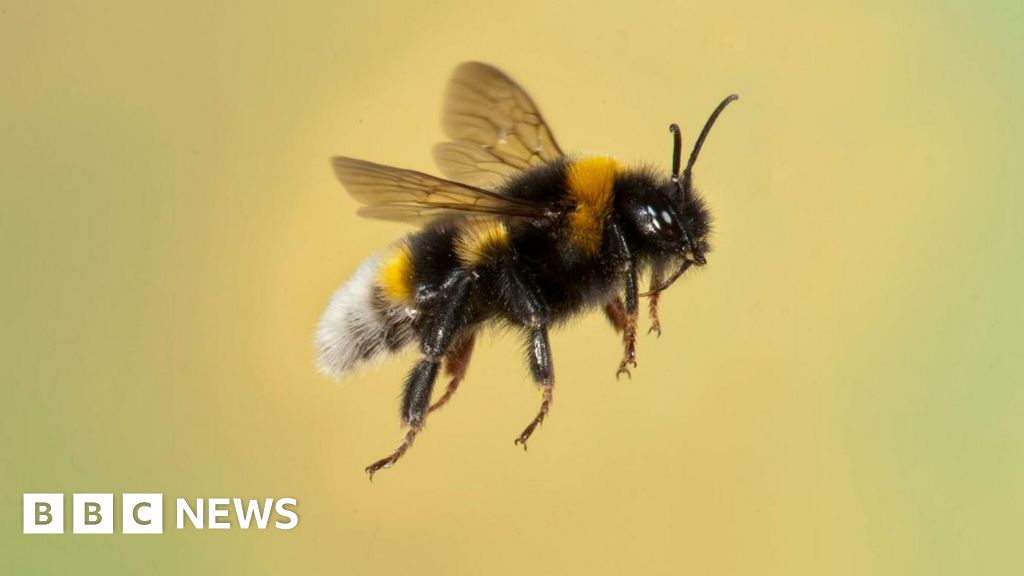 You are currently viewing Bumblebees spotted starting nests in winter in Scotland