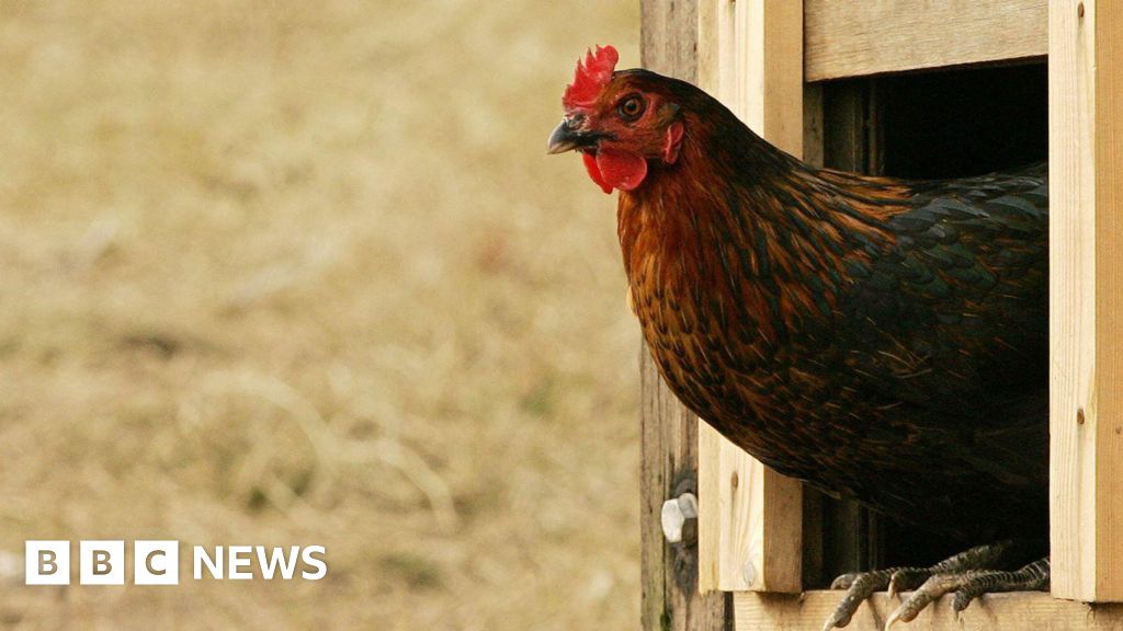 You are currently viewing Case of bird flu confirmed in farm worker