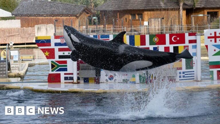 Read more about the article Fate of orcas left uncertain after zoo shuts