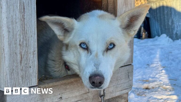 Read more about the article How sled dogs and pets respond when the clocks change