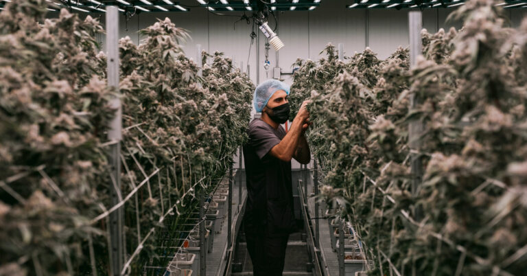 Read more about the article Inside the $32 Billion Industry Transforming Marijuana