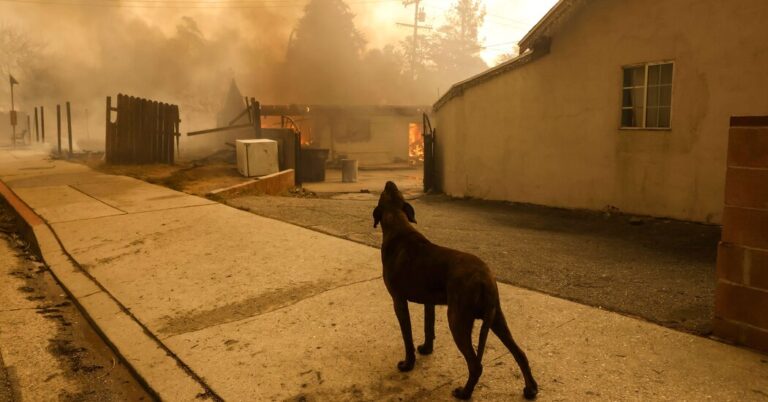 Read more about the article Los Angeles Animal Shelters Struggle With Influx of Displaced Pets