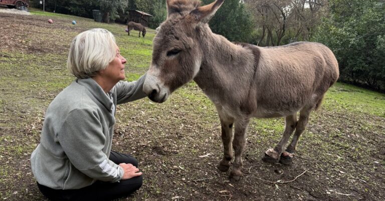 Read more about the article Perry the Donkey, Model for ‘Shrek,’ Dies at 30