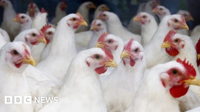 Read more about the article Poultry farmers in bird flu ‘panic’ call for UK vaccination plan