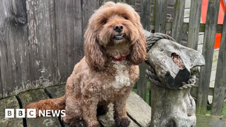 Read more about the article Pupils in King’s Lynn give school’s cockapoo a glowing report