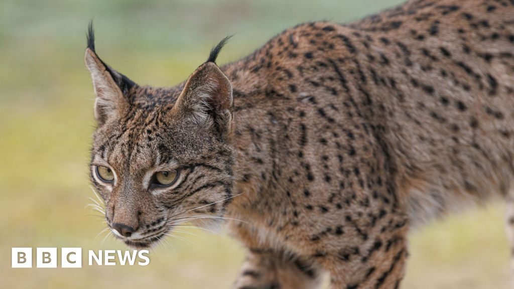 Read more about the article Slow return of the Iberian lynx