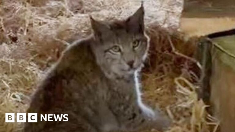 Read more about the article The quest to catch Cairngorms’ mysterious big cats