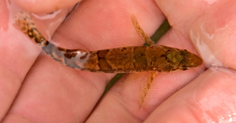 Read more about the article This Tiny Fish’s Mistaken Identity Halted a Dam’s Construction