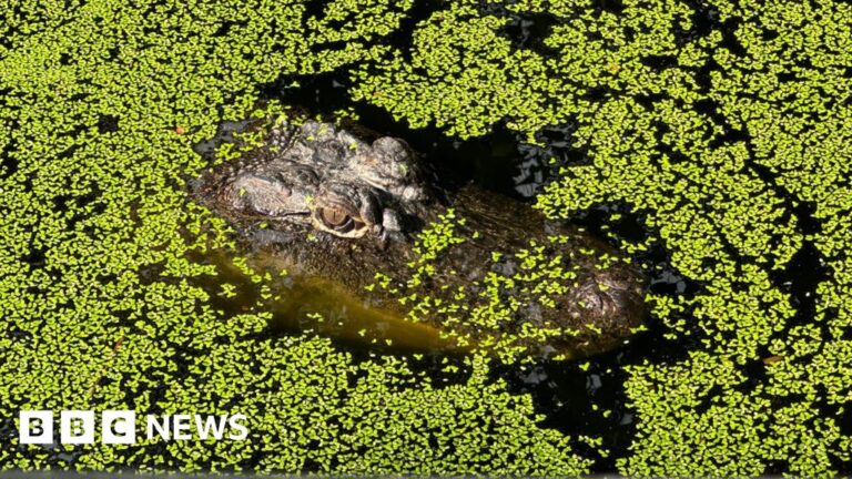 Read more about the article To conserve or cull? Life in Australia’s crocodile capital