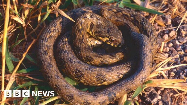 Read more about the article Warnings of stowaway snakes and tree-frogs hiding in pot plants