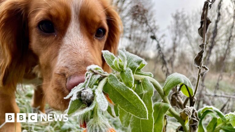 Read more about the article Your striking pictures of snow and frost across UK