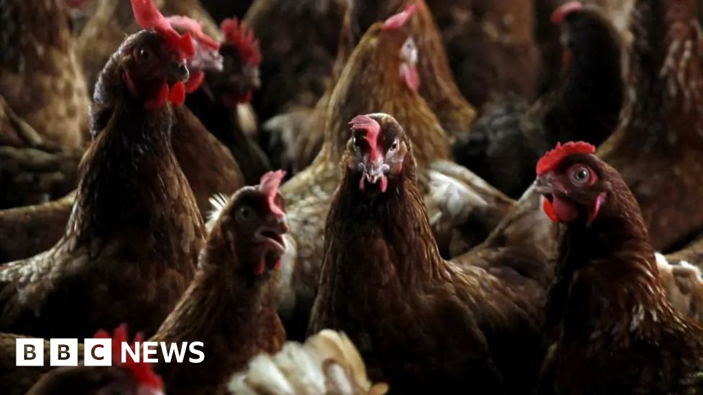 Avian flu outbreaks see 1.8 million farmed birds culled