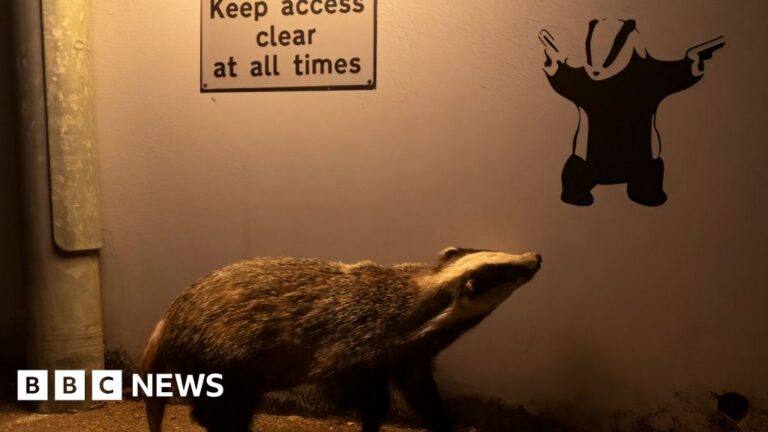 Read more about the article Badger admiring Banksy-style image wins wildlife photo competition