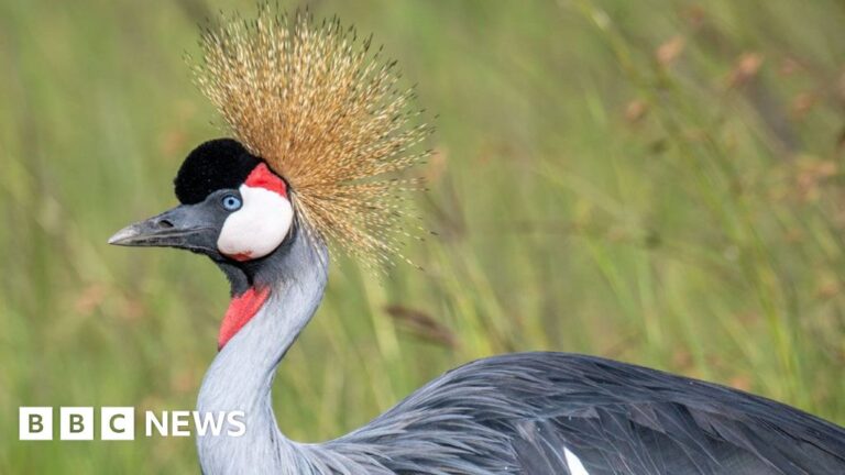 Read more about the article Crested cranes: Uganda’s disappearing national bird