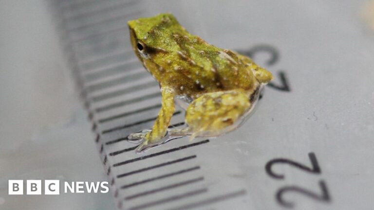 Read more about the article Endangered frog dads ‘give birth’ after 7,000-mile trip