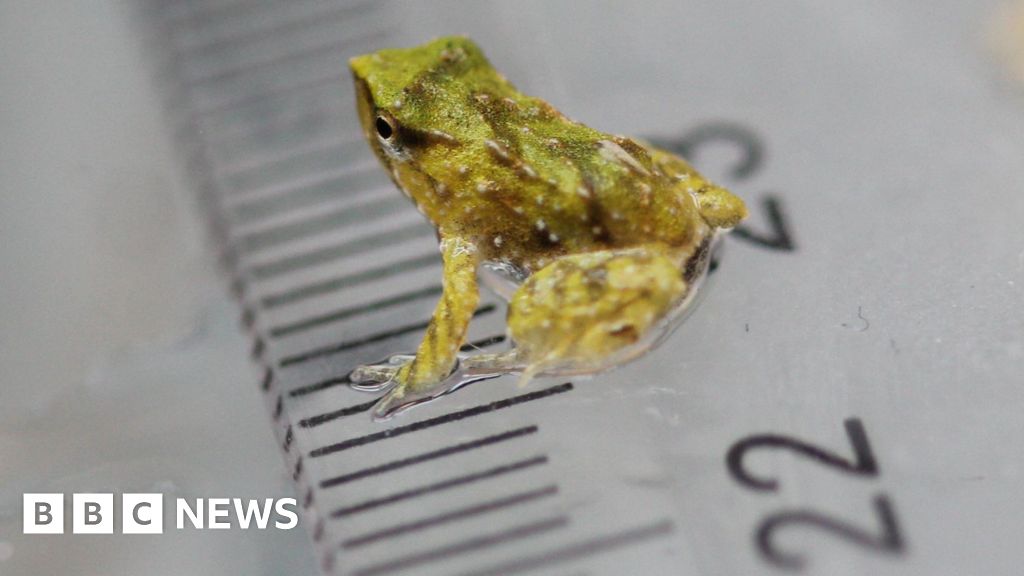 You are currently viewing Endangered frog dads ‘give birth’ after 7,000-mile trip