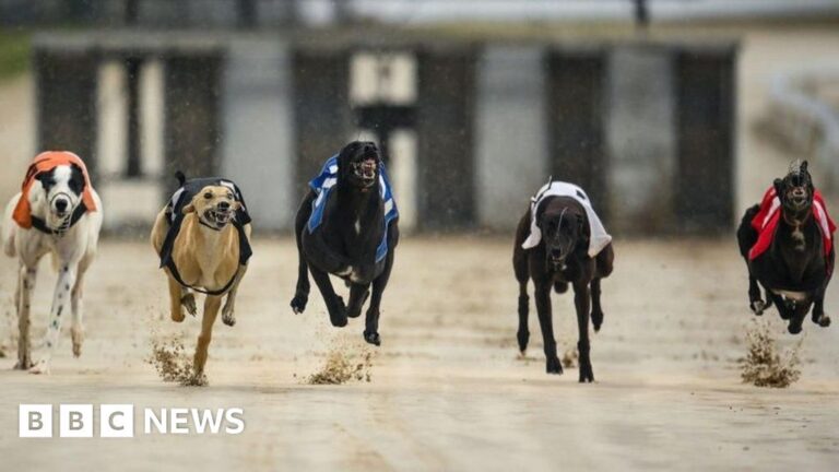 Read more about the article Greyhound racing ban promised in Wales